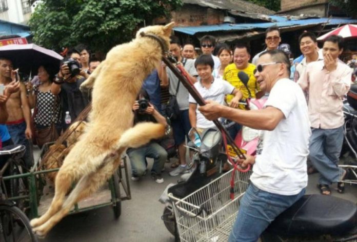 China: festival de carne de cachorro e gato é realizado em meio à pandemia