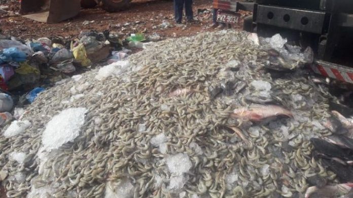 ABSURDO: por burocracia em fiscalização, pescador joga fora 10 toneladas de pescados